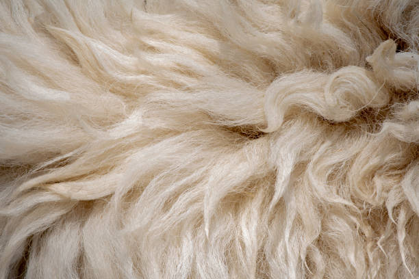 istock Fleece white,Close up of fleece, exture background. 1218983698