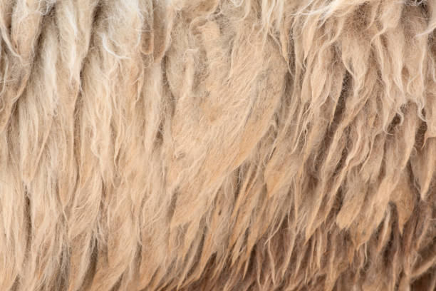 istock Fleece white,Close up of fleece, exture background. 1218983701