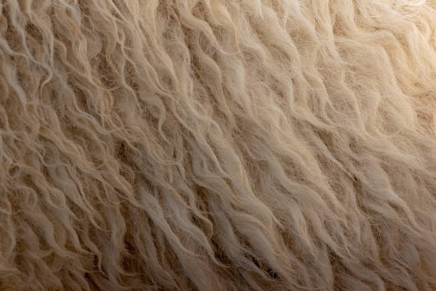 istock Fleece white,Close up of fleece, exture background. 1218983728