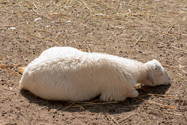istock Sheep eating grass on the farm. 1218983775