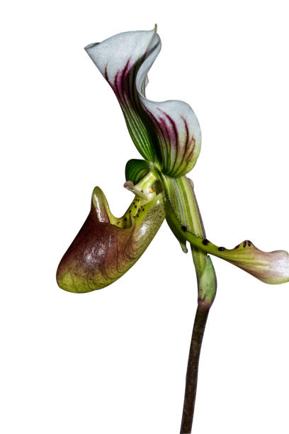 istock Lady's slipper orchid Isolated on the white background. 1218983865