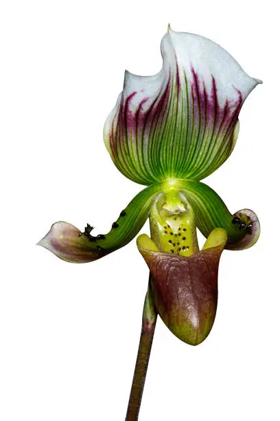 Photo of Lady's slipper orchid Isolated on the white background.