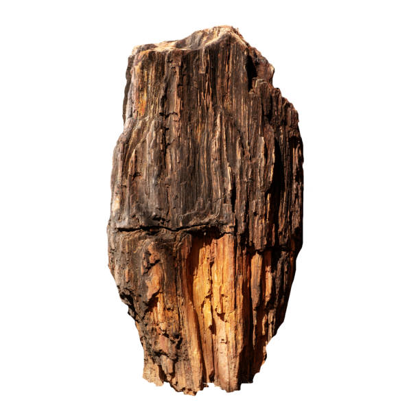 istock Big stone brown (bogwood) Isolated on the white background. 1218984012