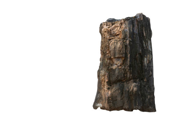 istock Big stone brown (bogwood) Isolated on the white background. 1218984065