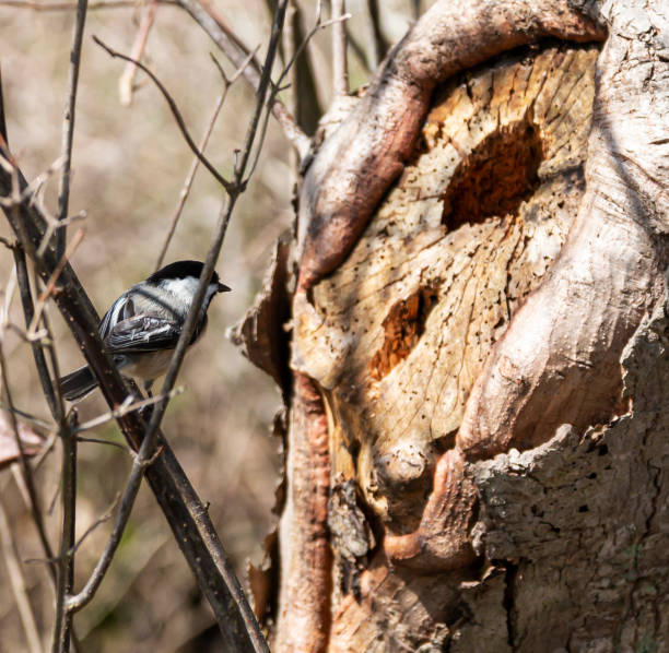 istock Chickadee bird perched on a branch overlooking a hole in a tree 1218984187