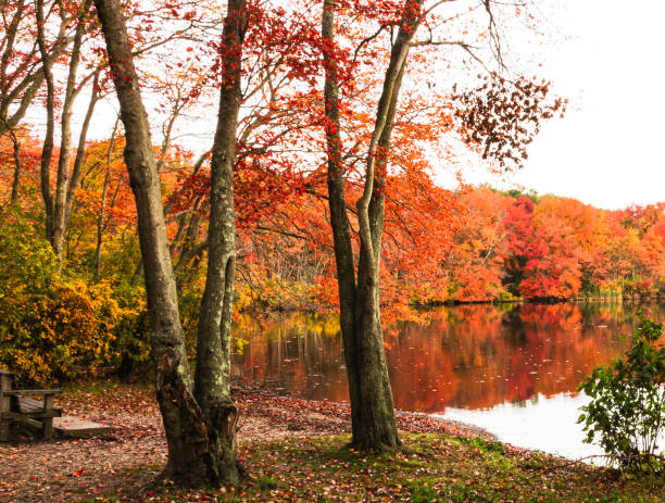 istock Looking through trees at Autumn colored leaves 1218984248
