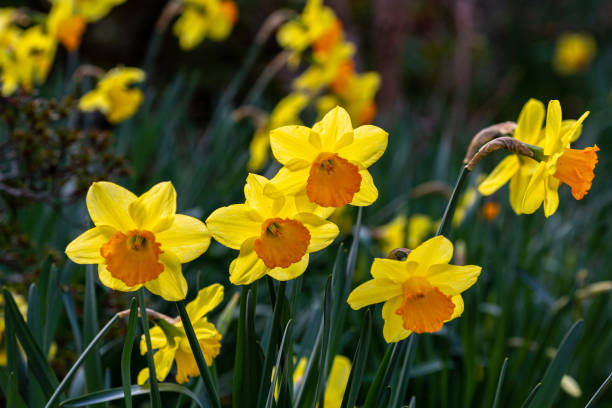 istock Blooming yellow narcissus in spring in the garden 1218985113
