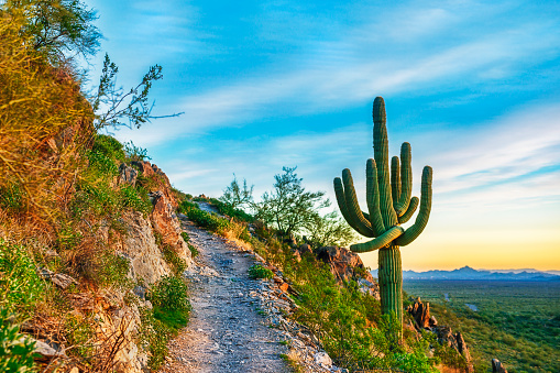 Saguaro Cactus alongside Trail