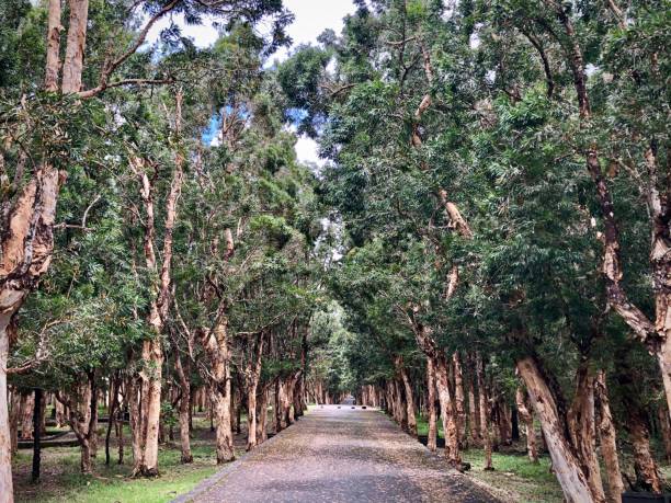 istock Little cork oak trees grove. 1218985972