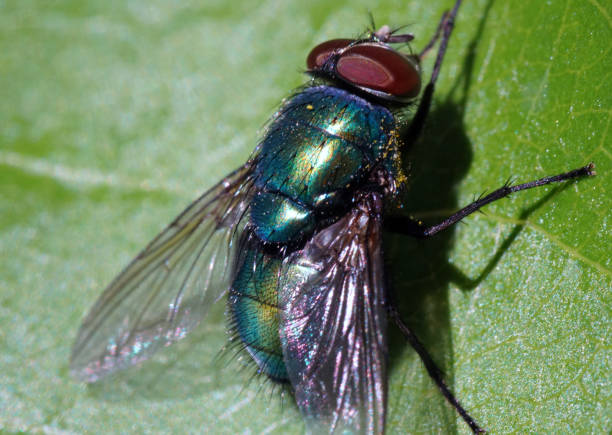 istock Extreme close-up of a fly sitting on a leaf. 1218986022