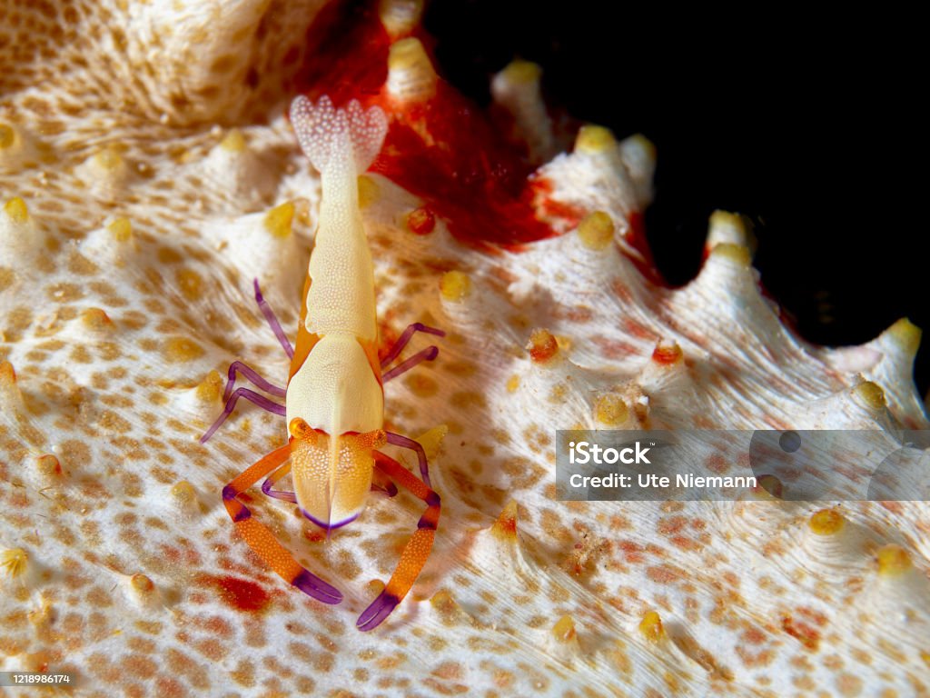 Nahaufnahme einer kleinen Garnelen, die auf einer Seegurke lebt. Underwaterpic wurde in Raja Ampat, Indonesien aufgenommen. - Lizenzfrei Imperator-Garnele Stock-Foto