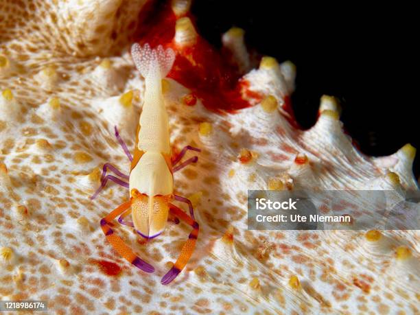 Nahaufnahme Einer Kleinen Garnelen Die Auf Einer Seegurke Lebt Underwaterpic Wurde In Raja Ampat Indonesien Aufgenommen Stockfoto und mehr Bilder von Imperator-Garnele