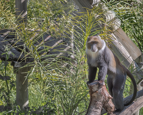 Sykes' monkey, the white-throated monkey or Samango monkey, Cercopithecus albogularis. Exotic monkeys in the Monkey Forest in Yodfat, Israel. Natural conditions for freely moving animals in open zoo