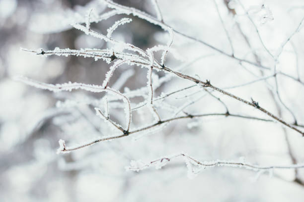 istock Winter forest with snow on trees and floor 1218987585