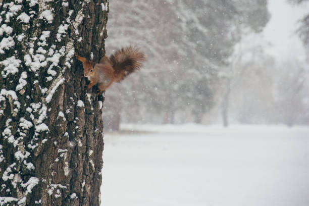Cute red squirrel looking at winter scene - photo with nice blurred forest in the background nice