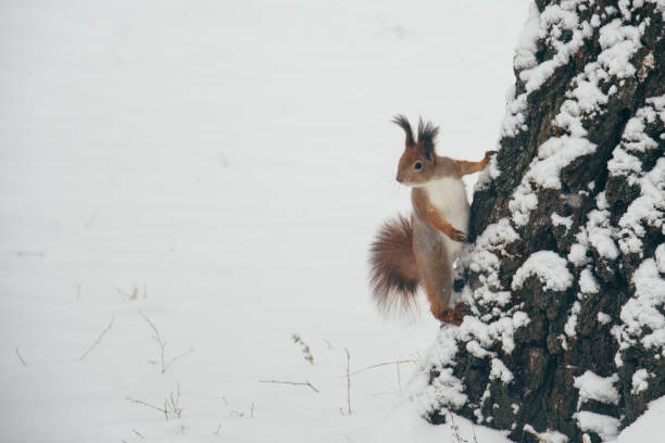 istock Cute red squirrel looking at winter scene - photo with nice blurred forest in the background 1218987716