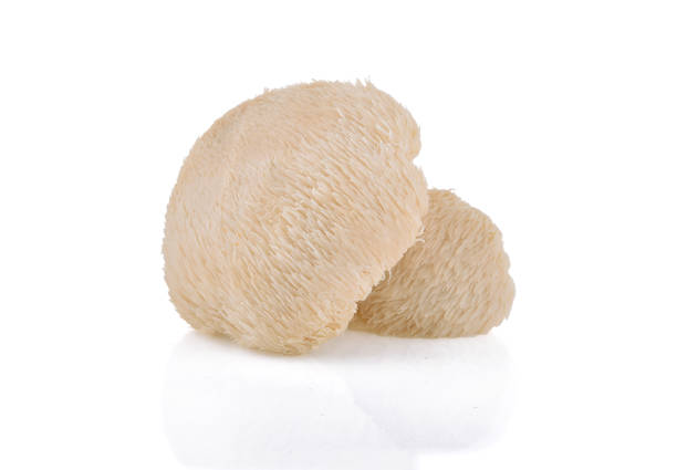 istock Lion mane mushroom isolated on white background. 1218987805