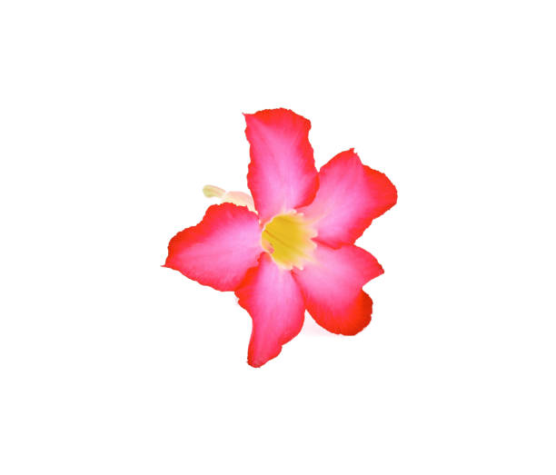 istock Azalea flowers isolated on white background 1218987942