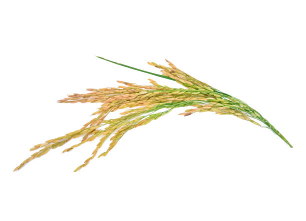 istock ears of Thai jasmine rice isolated on white background 1218988758