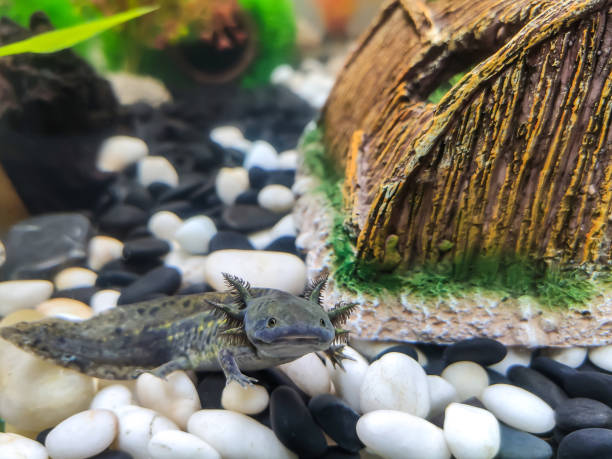 istock Dark green, black young Axolotl. 1218989015
