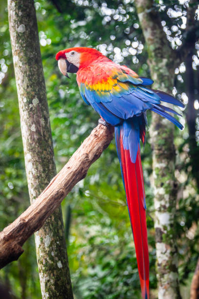 istock Red-and-green macaw Arara vermelha 1218989545