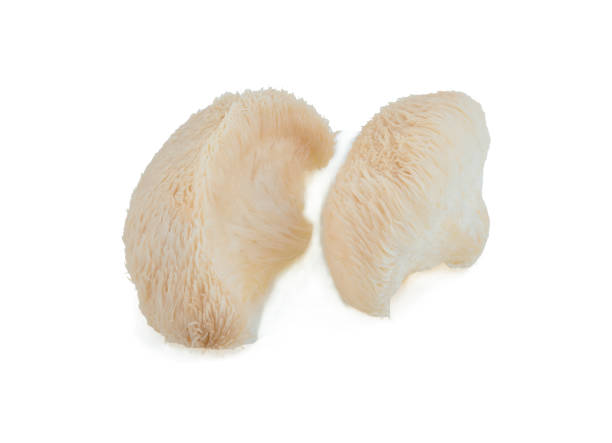 istock lion mane mushroom isolated on white background. 1218989826