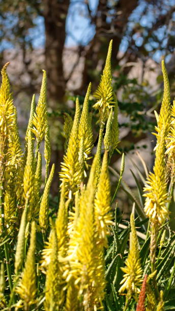 istock Yellow flowers at an aloe farm 1218991578