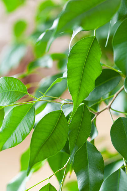 istock ficus benjamina large green houseplant 1218991645