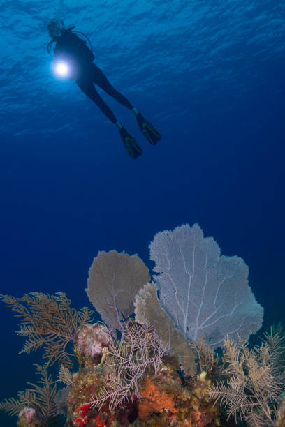 istock Caribbean marine life and female diver 1218991741