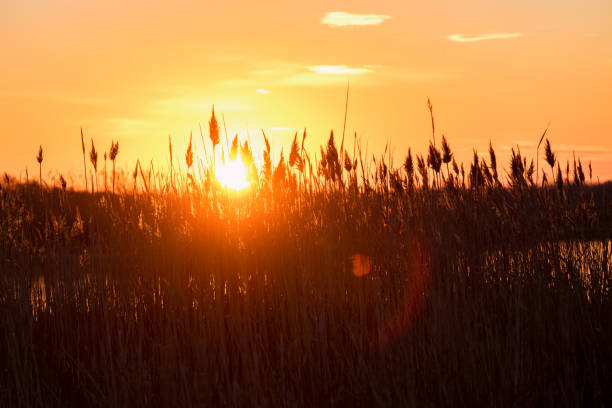 istock Orange sunset sky and reed silhouette in front 1218991966