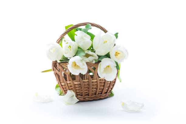 istock beautiful bouquet of white tulips on white background 1218992621