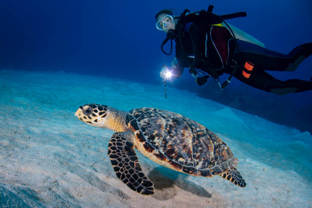 istock Hawksbill sea turtle and diver 1218992692