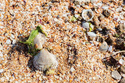 Yellow sand with sea shells on it for abstract background