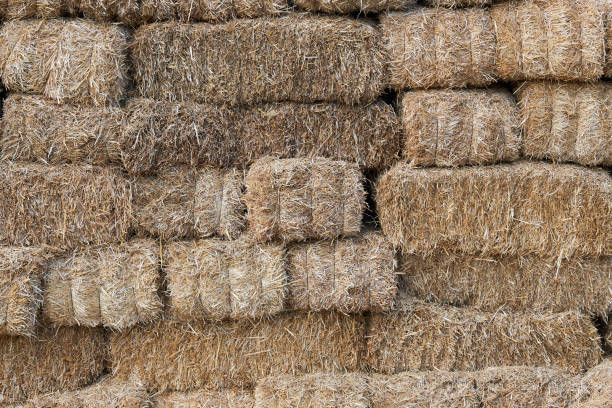 istock Bale of hay 1218992998