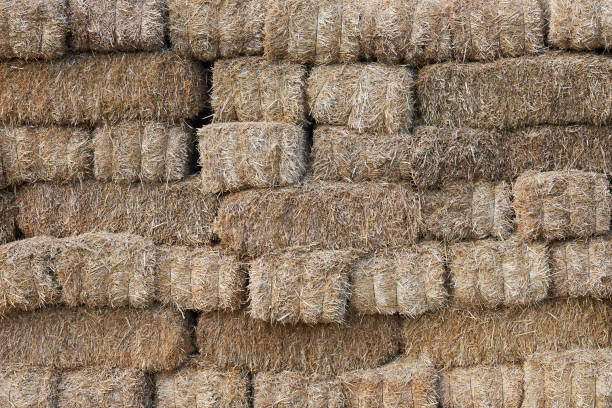 istock Bale of hay 1218992999