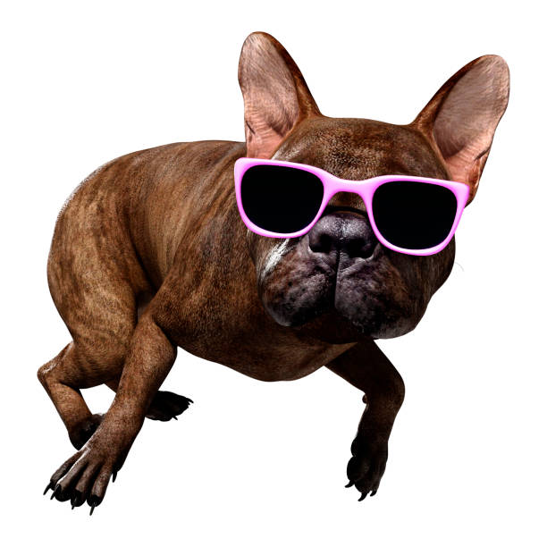 istock 3D illustration French bulldog on white 1218993415