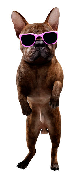istock 3D illustration French bulldog on white 1218993434