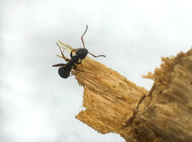 fourmi de charpentier noir causant la destruction au bois dans la résidence à la maison - wood ant photos et images de collection