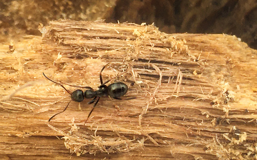 A single black carpenter ant causing destruction to wood in a house residential building.