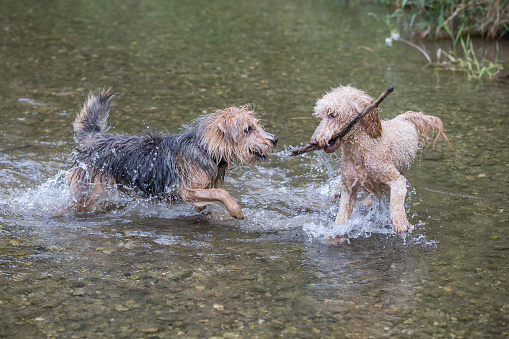 Two happy dogs are playing and running with a stick in the cold water of a small river on a sunny day, Leitha river, Austria