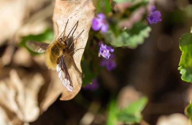 Macro photo of large bee-fly, Bombylius major sitting on leaf Macro photo of large bee-fly, Bombylius major sitting on leaf bombus hypnorum pictures stock pictures, royalty-free photos & images