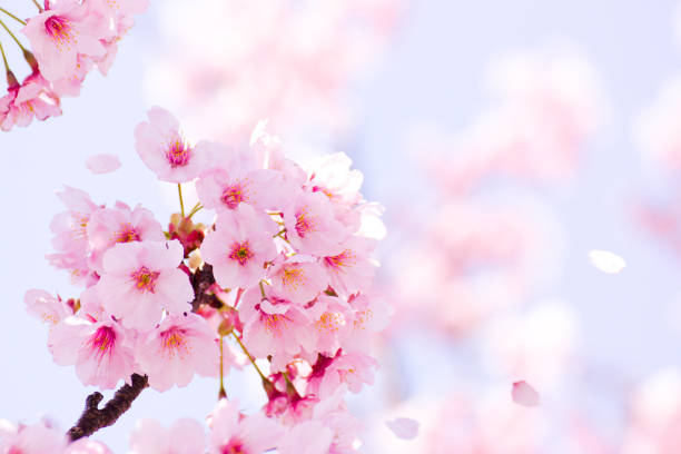 桜 - 桜吹雪  ストックフォトと画像