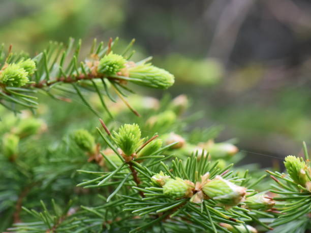 New foliage on Picea abies spruce tree