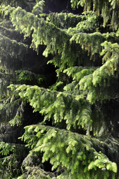 новая листва на пикеа abies ели - pine tree nature macro needle стоковые фото и изображения