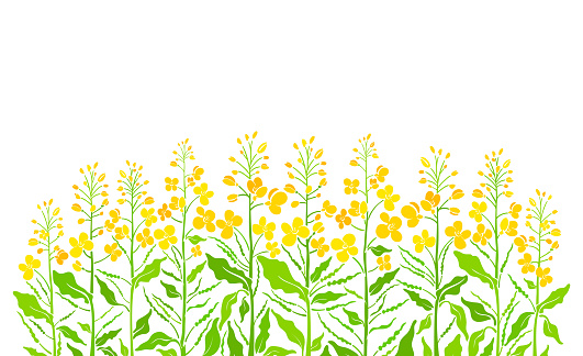 Flowering field. Vector canola set, mustard plant. Art shape of green leaf, summer bud, seed, yellow flower on white background. Farmland in bloom. Bio product