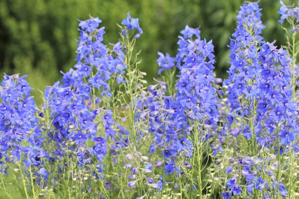 Blue knight's spur in the garden