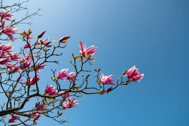 flor de primavera durante la temporada de primavera en los países bajos, flores en árbol - fondo de pantalla hd de primavera fotografías e imágenes de stock