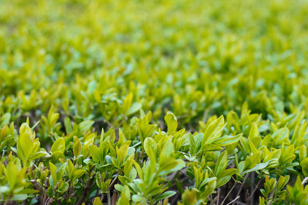 istock Young green dense foliage of shrubs as a background close-up. 1219000921