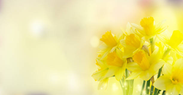 istock bouquet of daffodils flowers 1219002431