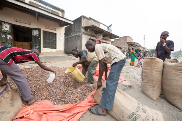 Men fill bags with cacao beans on street in Ntandi village, Uganda. stock photo